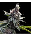 FLORIDA OG (Original OG Kush x Crippy)