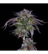 L.A. Confidential 6fem