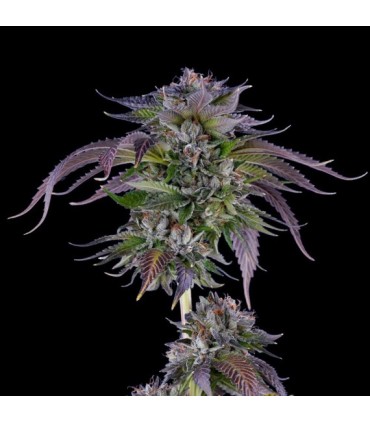 L.A. Confidential 6fem