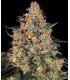 BUBBA KUSH (Afghan Kush Landrace x OG Kush)