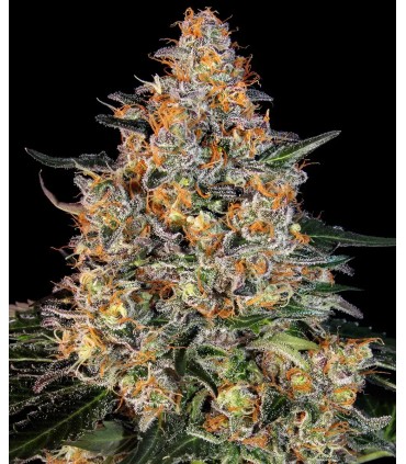 BUBBA KUSH (Afghan Kush Landrace x OG Kush)
