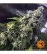 8 Ball Kush (Afghanistan x Pakistan)