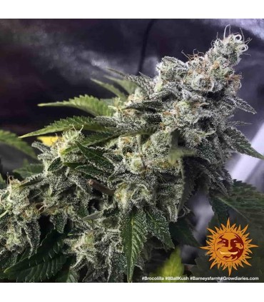 8 Ball Kush (Afghanistan x Pakistan)