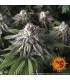 8 Ball Kush (Afghanistan x Pakistan)