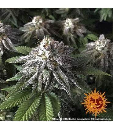 8 Ball Kush (Afghanistan x Pakistan)