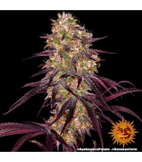 AYAHUASCA PURPLE (Red River Delta x Master Kush)
