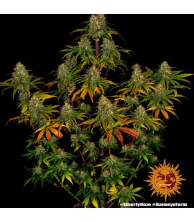 Liberty Haze (G13 x ChemDawg 91)