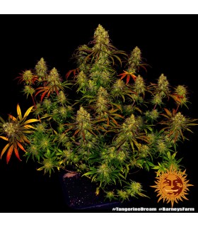 Tangerine Dream (G13 x Afghan x Neville’s A5 Haze)