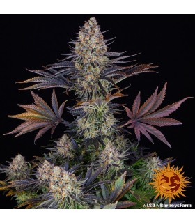 LSD (Original Skunk 1 x Mazar-I-Sharif)