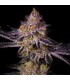 TROPICANA CHERRY 3+1FEM (Tropicana Cookies x Cherry Cookies)