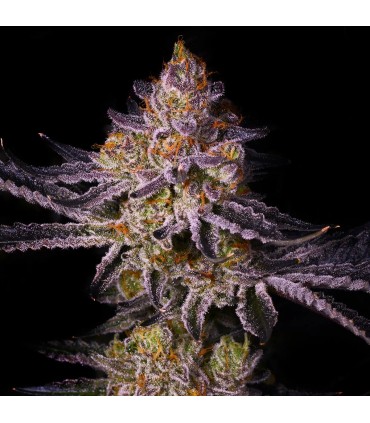TROPICANA CHERRY 3+1FEM (Tropicana Cookies x Cherry Cookies)