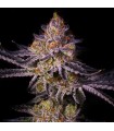TROPICANA CHERRY 3+1FEM (Tropicana Cookies x Cherry Cookies)