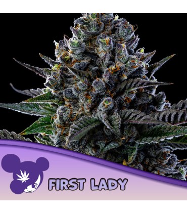 FIRST LADY 3FEM (Pink Drink x Gello Shot)