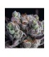 BLACKBERRY MOONROCKS 3FEM (Blackberry x Blue Moonrock)