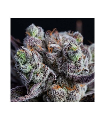 BLACKBERRY MOONROCKS 3FEM (Blackberry x Blue Moonrock)