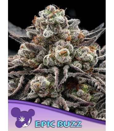 EPIC BUZZ 3FEM (Future 1 x Blackberry Moonrocks)