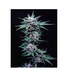 BLUEBERRY PANCAKES (Blueberry Pancakes x Slurricane x PPD)