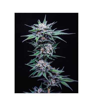 BLUEBERRY PANCAKES (Blueberry Pancakes x Slurricane x PPD)