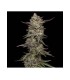 GUZZLERZ 3FEM (Gusherz x Zkittlez x Triangle Kush)