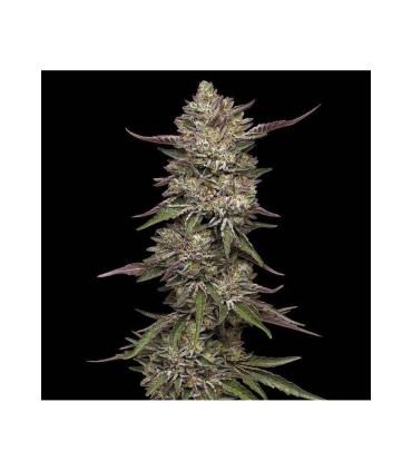GUZZLERZ 3FEM (Gusherz x Zkittlez x Triangle Kush)