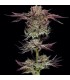 JELLY DONUTZ 3FEM (Hella Jelly x White Runtz)