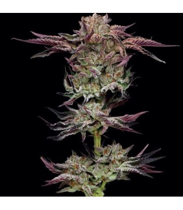 JELLY DONUTZ 3FEM (Hella Jelly x White Runtz)