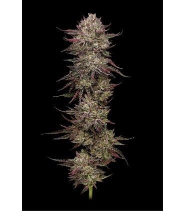CHICKEN N WAFFLEZ 3FEM (Jelly Donutz 117 x Purple Cartel By Xotic Flavors)