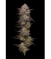 CHICKEN N WAFFLEZ 3FEM (Jelly Donutz 117 x Purple Cartel By Xotic Flavors)