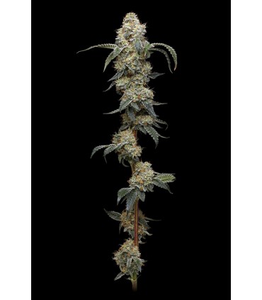 FARMERS DAUGHTER 3FEM (Vanilla Créme Pie x Humboldt Pound Cake Bx3)