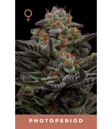 VANILLA CREME PIE 3FEM (Emerald Fire OG x Ghost Of Von Humboldt OG)
