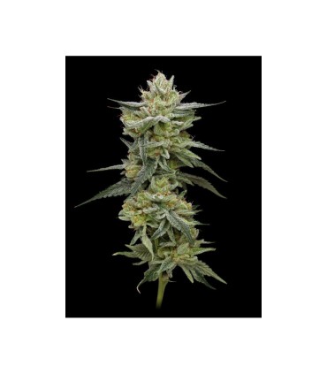 HELLA JELLY 3FEM (Notorious THC x Very Cherry)