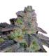 DANTE´S INFIERNO 8 2FEM (Oreoz x Devil Driver)