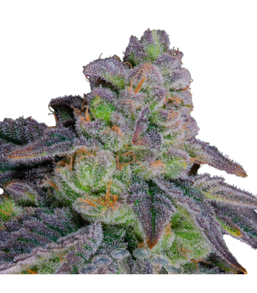DANTE´S INFIERNO 8 2FEM (Oreoz x Devil Driver)