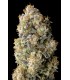 ACAI MINTZ 3+1FEM (Acai Gelato x Kush Mintz)