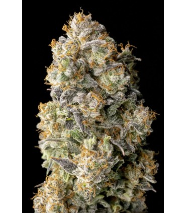 ACAI MINTZ 3+1FEM (Acai Gelato x Kush Mintz)