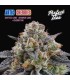 ARTIC CHERRIES (Zkittlez Cake x Divorce Cake x Cherrytini)