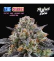 ARTIC CHERRIES (Zkittlez Cake x Divorce Cake x Cherrytini)