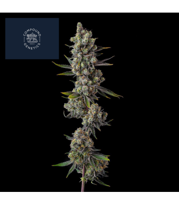 CELLAR STASH 7FEM (Honey Banana x Grape Gas)