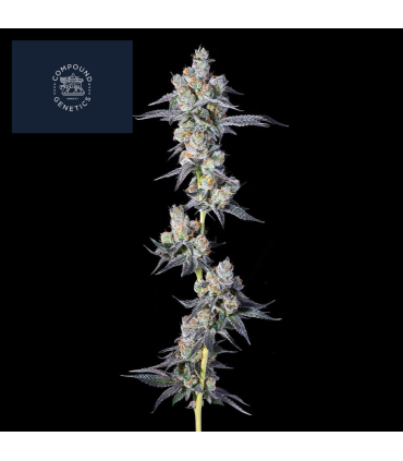 DULCE DREAMS 7FEM (Dulce de Fresa x Grape Gas)