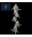 DULCE DREAMS 7FEM (Dulce de Fresa x Grape Gas)