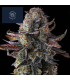 GRAPAYA 7FEM (Papaya x Grape Gas)