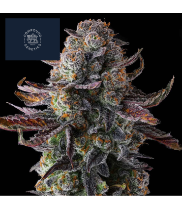 GRAPAYA 7FEM (Papaya x Grape Gas)