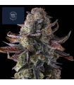 GRAPAYA 7FEM (Papaya x Grape Gas)