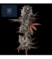 HAWAIIAN SUNKIST 7FEM (Aloha Limone x Grape Gas)