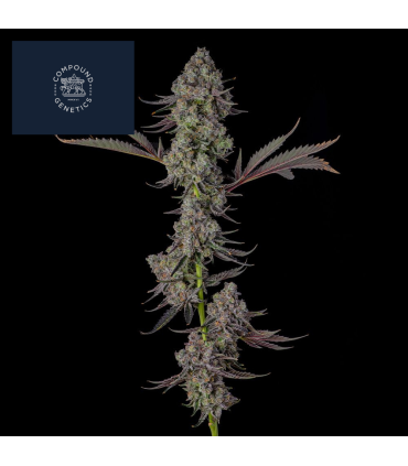 PRESIDENTIAL PARDON 7FEM (JFK x Eye Candy)