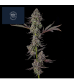 PRESIDENTIAL PARDON 7FEM (JFK x Eye Candy)