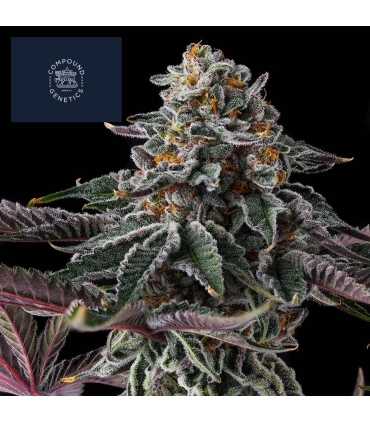 ZUPERNOVA 7FEM (ZLAYER x Eye Candy)
