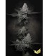 CHEM CAKE (Chemdog x Wedding Cake) Limited Edition