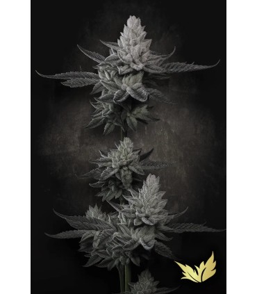 CHEM CAKE (Chemdog x Wedding Cake) Limited Edition