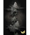 CHEM CAKE (Chemdog x Wedding Cake) Limited Edition